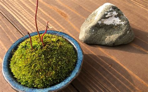 苔蘚盆景|苔盆栽の作り方｜育て方は難しい？水やりや植え替え 